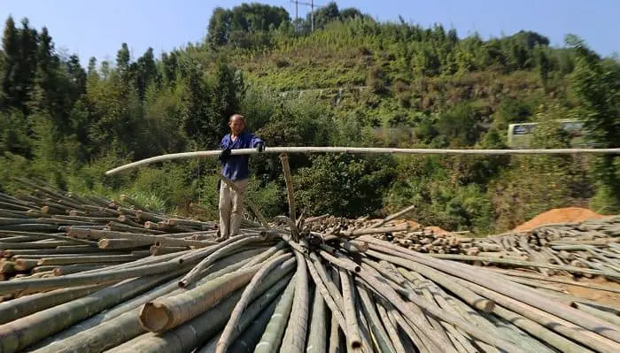 Building Sustainable CIties - Building with Bamboo