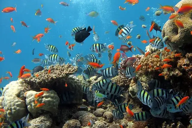 Disappearance Of Coral Reefs