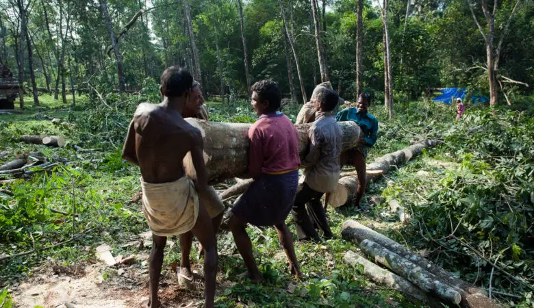 Tree Harvesting in a forest in Kerala, India